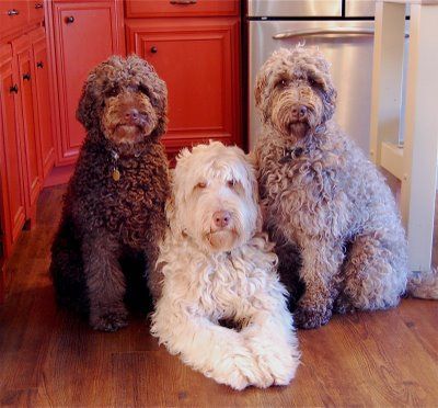 brown, white, and cream Labradoodle on the floor