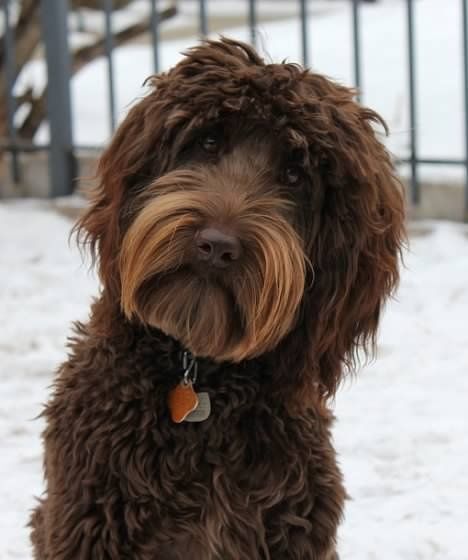 brown Labradoodle outdoors in the snow
