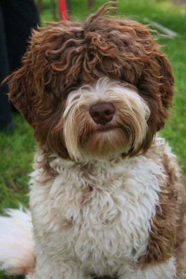 brown and white color pattern Labradoodle at the park