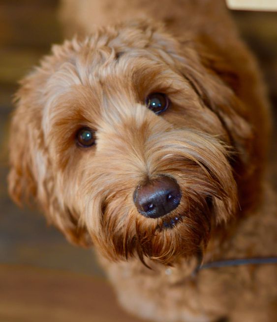 gold Labradoodle with its begging face
