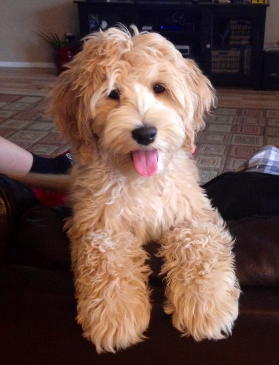 golden Labradoodle on the couch