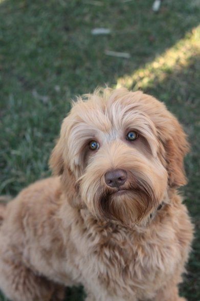 cream colored Labradoodle sitting on the green grass