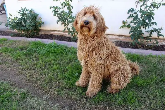 apricot colored Labradoodle sitting on the green grass