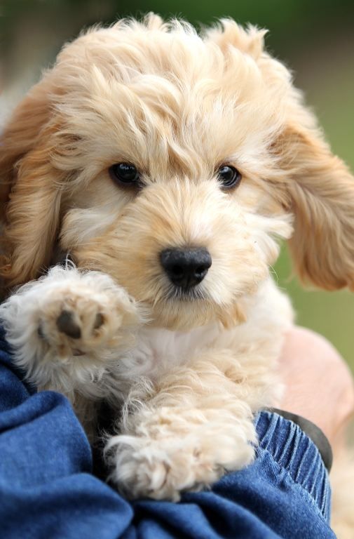 cream colored Labradoodle puppy