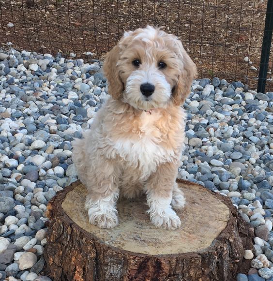 cream colored labradoodle sitting on the cut tree trunk