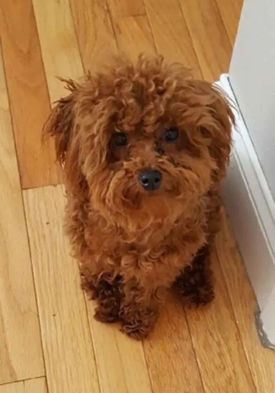red Labradoodle puppy sitting on the floor with its cute face