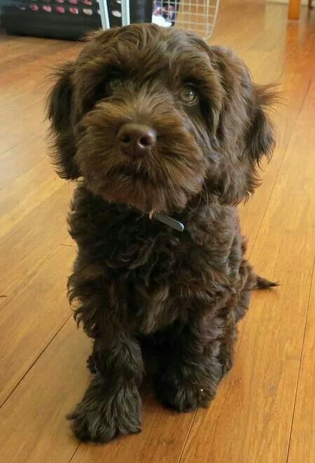 black Labradoodle puppy sitting on the floor with its begging face