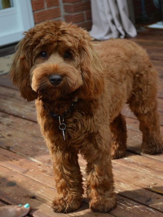 red colored Labradoodle on the wooden floor