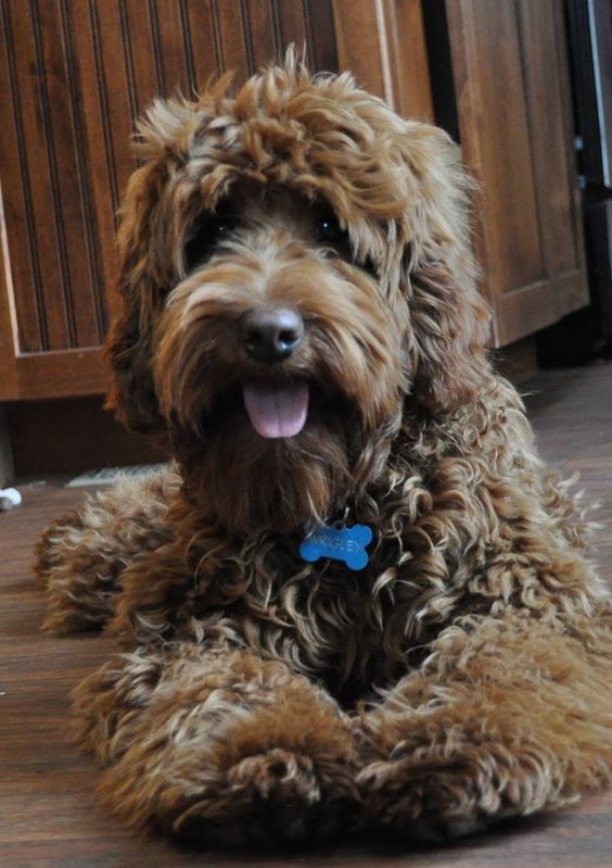 brown Labradoodle lying on the floor with its tongue sticking out