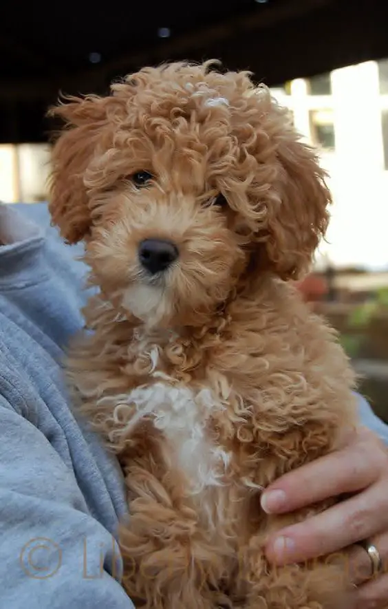 gold labradoodle with curly short hair in its owners arms