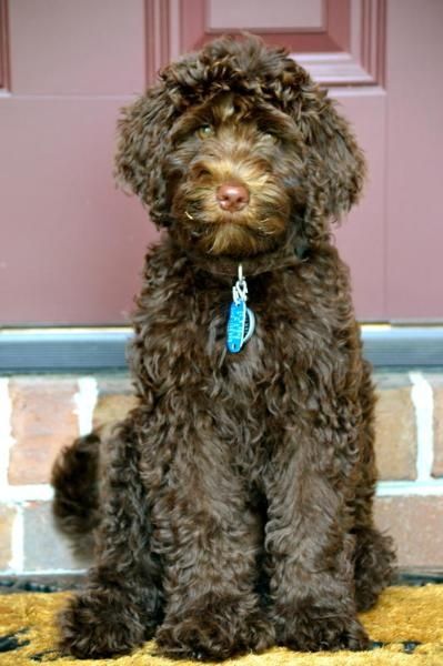 brown Labradoodle sitting on the carpet