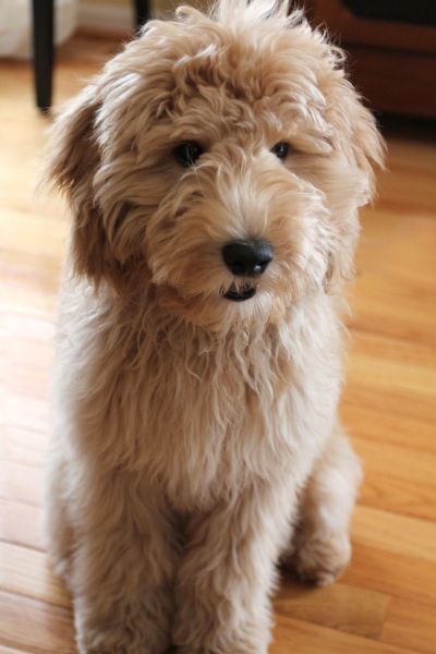 cream Labradoodle puppy sitting on the floor