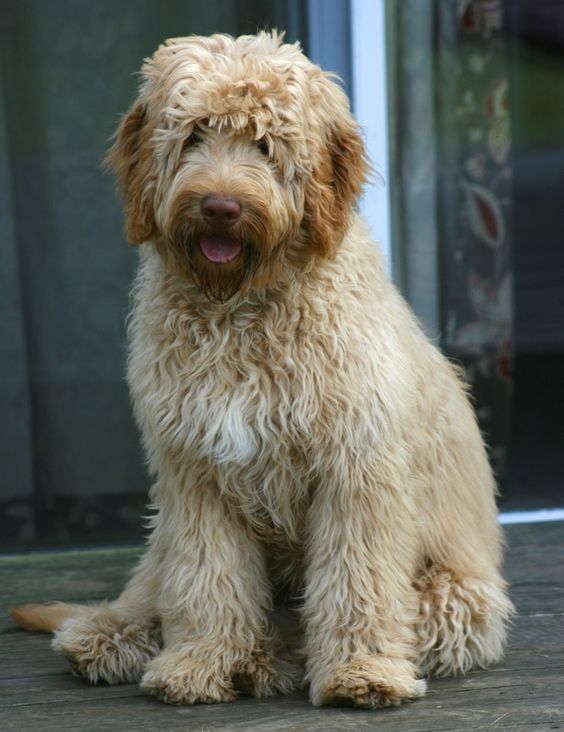 cream Labradoodle sitting on the floor