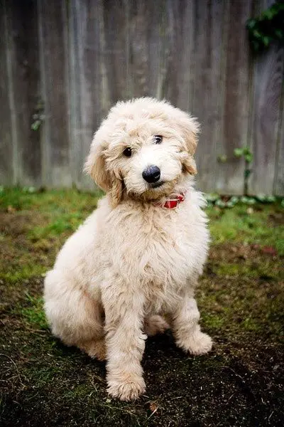 white Labradoodle sitting in the garden
