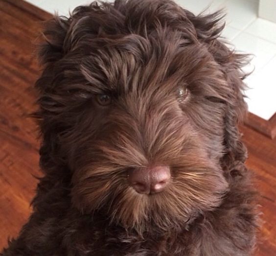 face of brown Labradoodle puppy