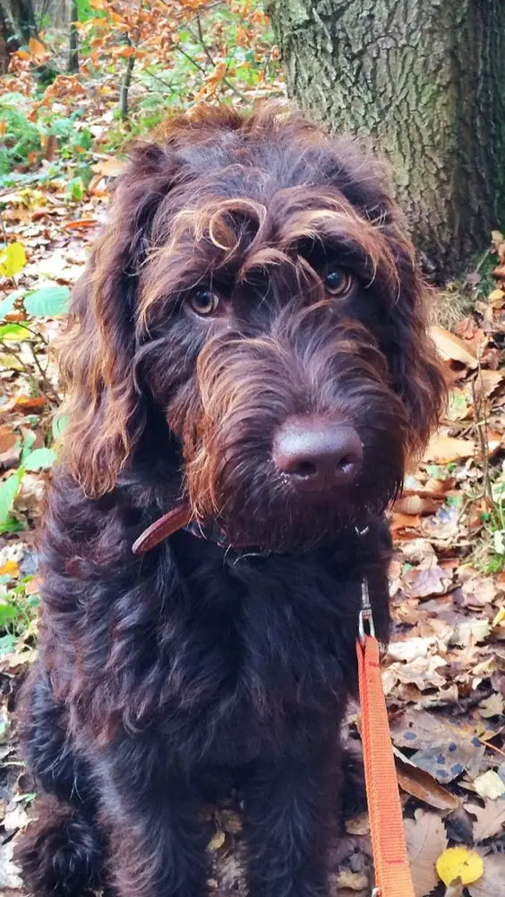 dark brown Labradoodle sitting on the ground with dried leaves