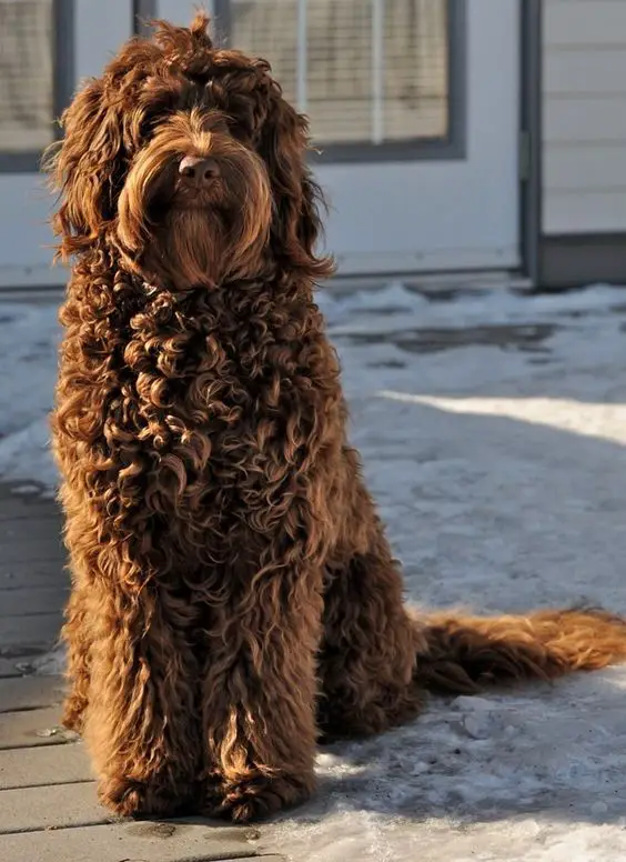 brown Labradoodle with curly short hair sitting on the ground with snow