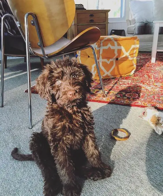 brown Labradoodle puppy sitting on the floor