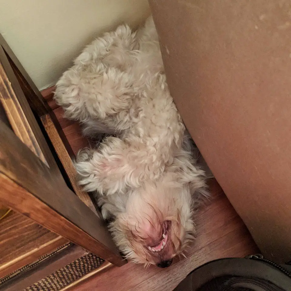 A Labradoodle sleeping in the stair