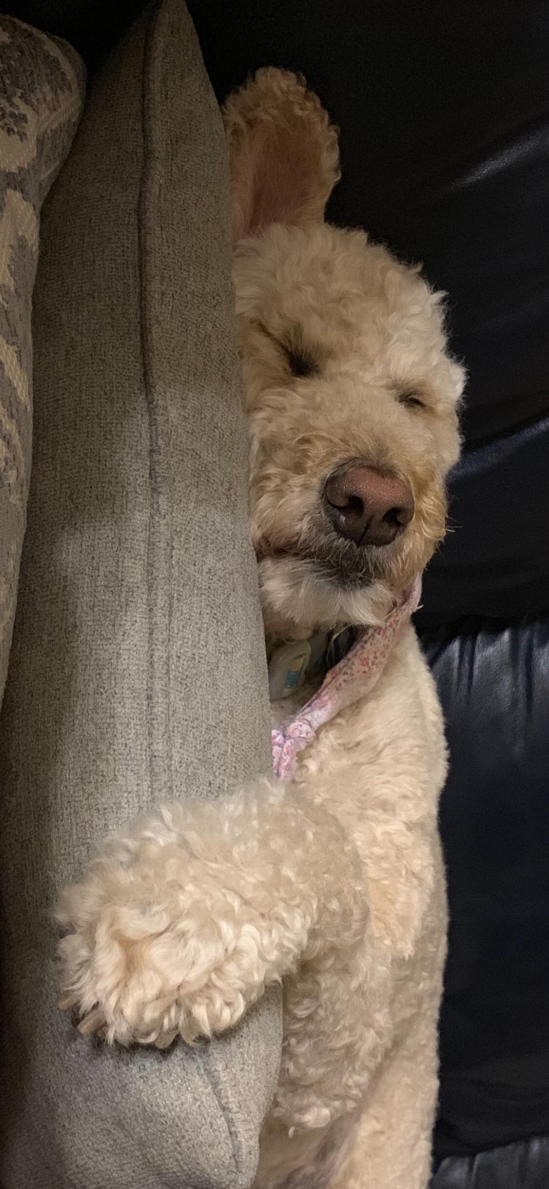 A Labradoodle sleeping on top of the pillow on the couch