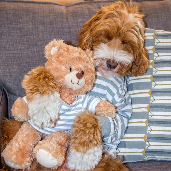 The 19 Cutest Sleeping Labradoodles On The The Paws