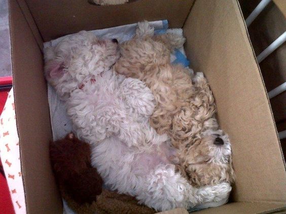 two Labradoodles sleeping inside the box