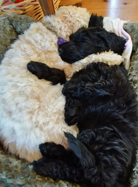 two Labradoodle sleeping on the couch while hugging each other
