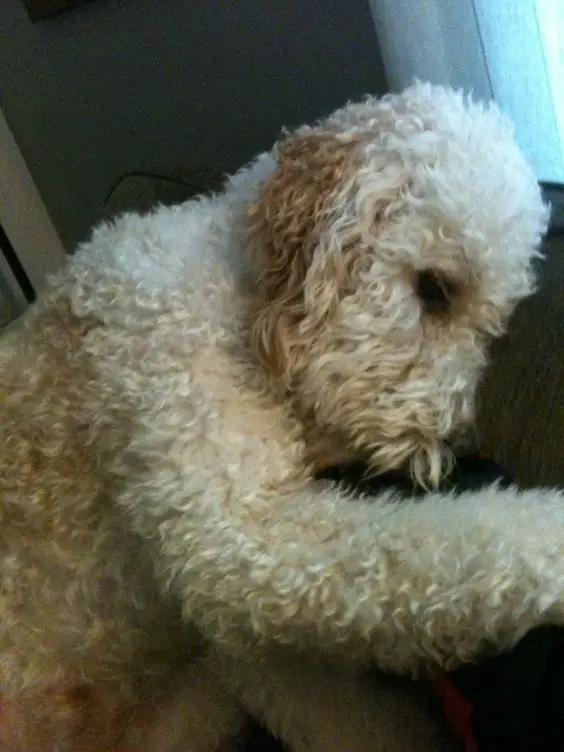 A Labradoodle sleeping on the couch while pressing its head on the back of the couch