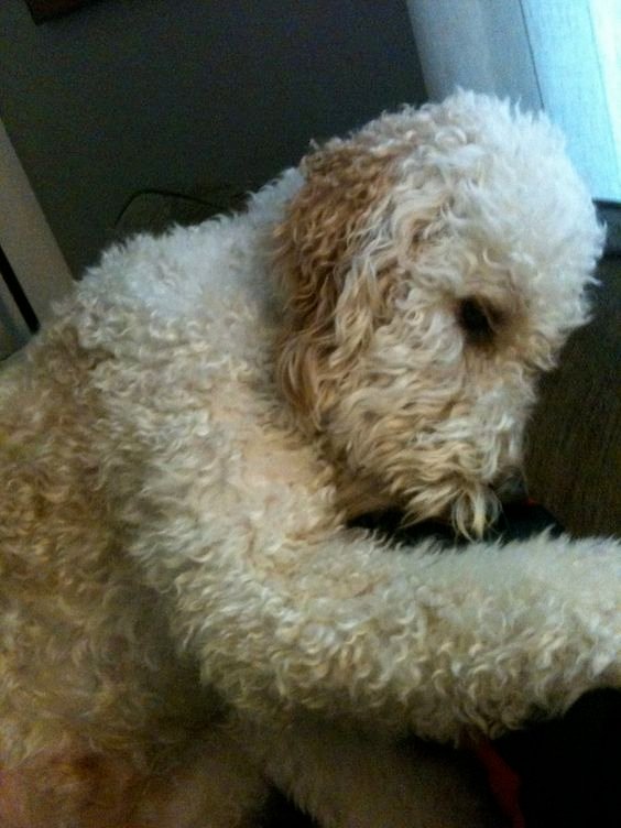 The 19 Cutest Sleeping Labradoodles On The The Paws