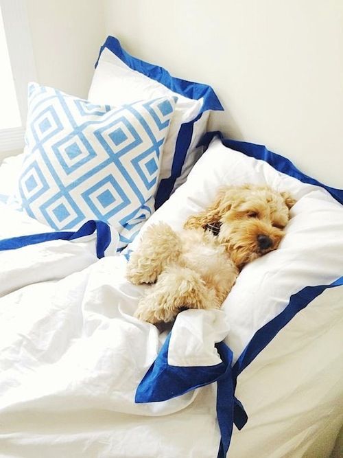 A Labradoodle sleeping on the bed