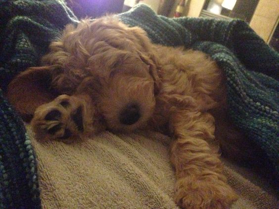 A Labradoodle puppy sleeping on the bed while snuggled in blanket