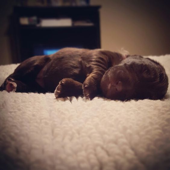 A newborn Labradoodle puppy sleeping on top of the pillow