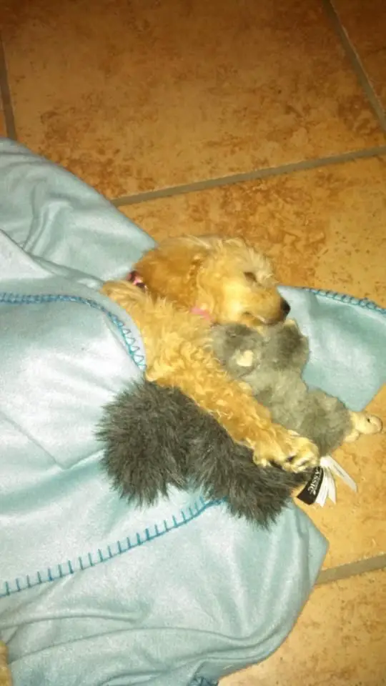 A Labradoodle sleeping on the blanket on the floor while hugging its stuffed toy