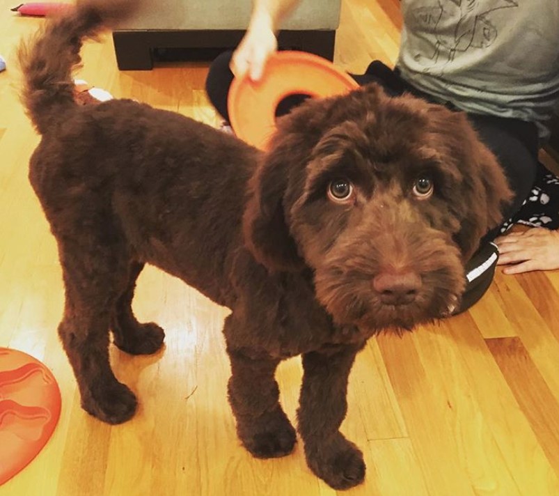 chocolate brown Labradoodle with trimmed short fluffy hair