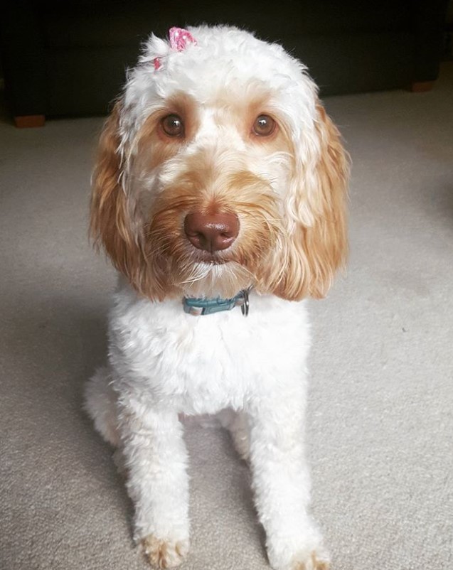 white and gold Labradoodle sitting on the floor with medium length bob cut fluffy short hair on its body