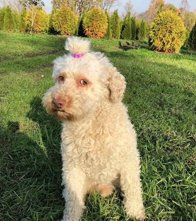 white Labradoodle with its hair tied on top of its head in a pink hair tie and thick and fluffy coat while sitting on the green grass