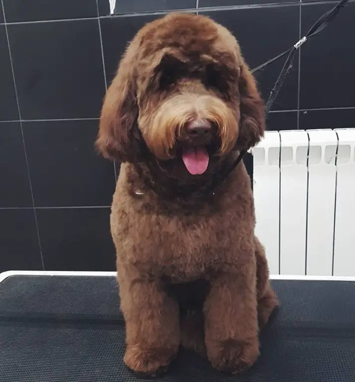 brown Labradoodle with bob cut and thick fluffy hair sitting on the grooming table