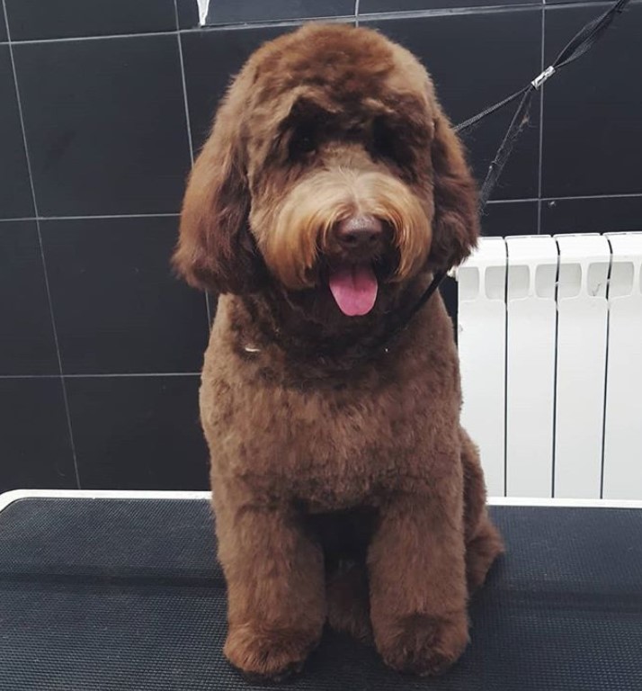 teddy bear labradoodle cut