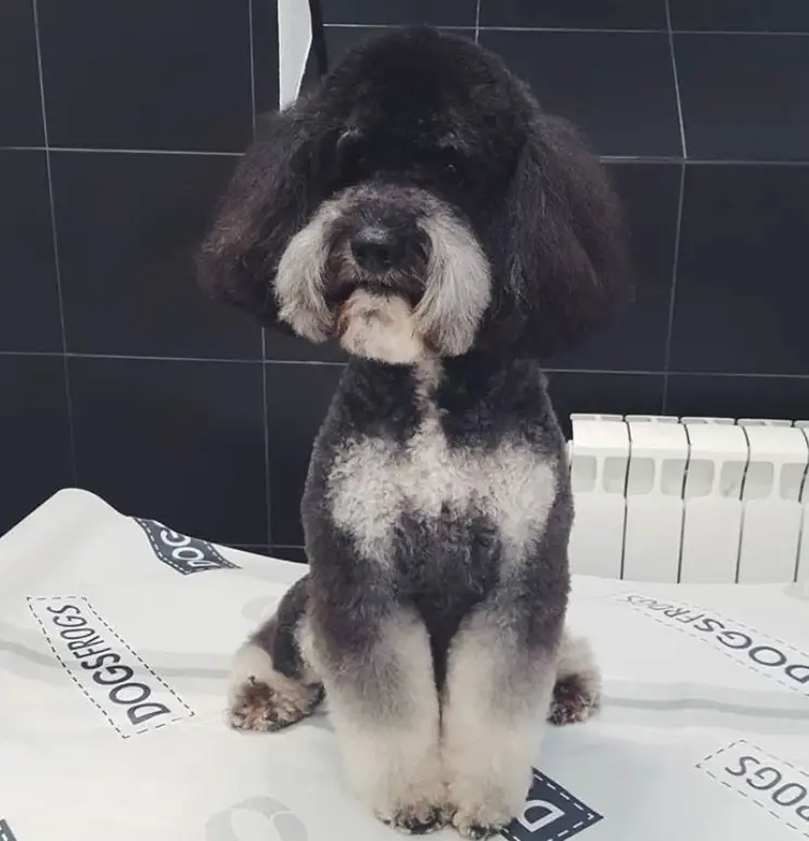 black and white Labradoodle sitting on the grooming table with its bob cut hairstyle and fluffy coat
