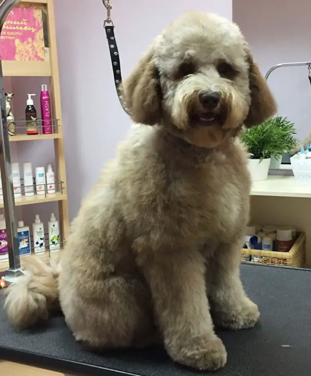 Labradoodle sitting on the grooming table with bob cut and thick fluffy hair on its body