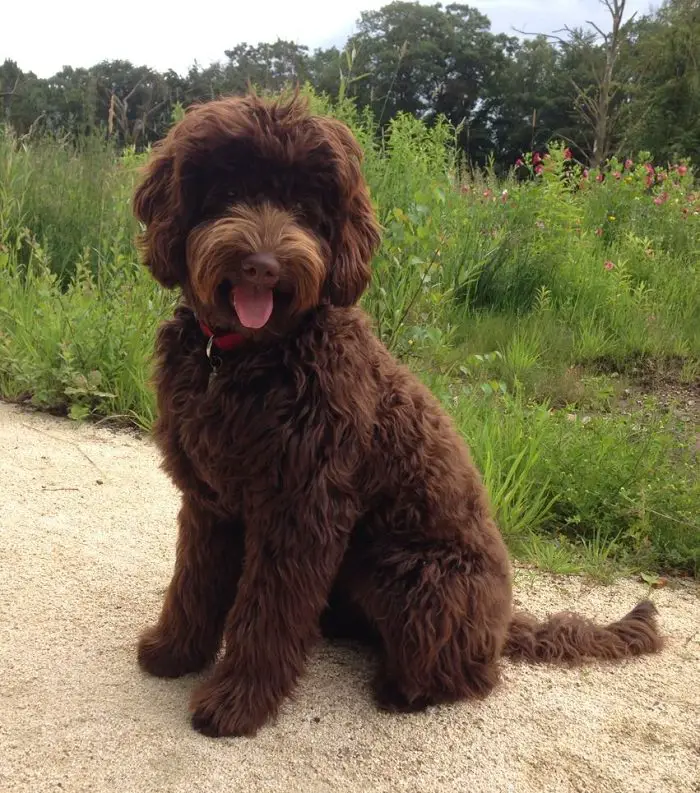 brown Labradoodle sitting on the ground with its tongue out and medium length curly fluffy hair