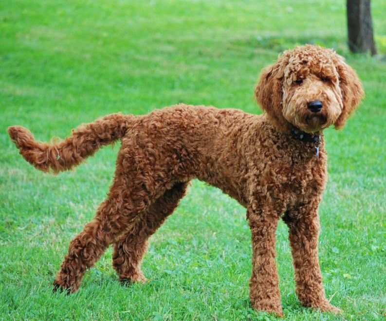 brown Labradoodle with fluffy short hair at the park