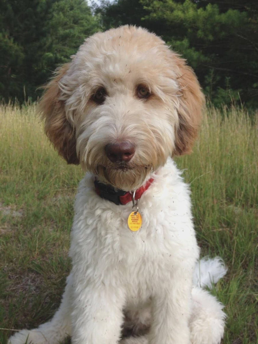 Labradoodle with fluffy curly hair sitting on the grass