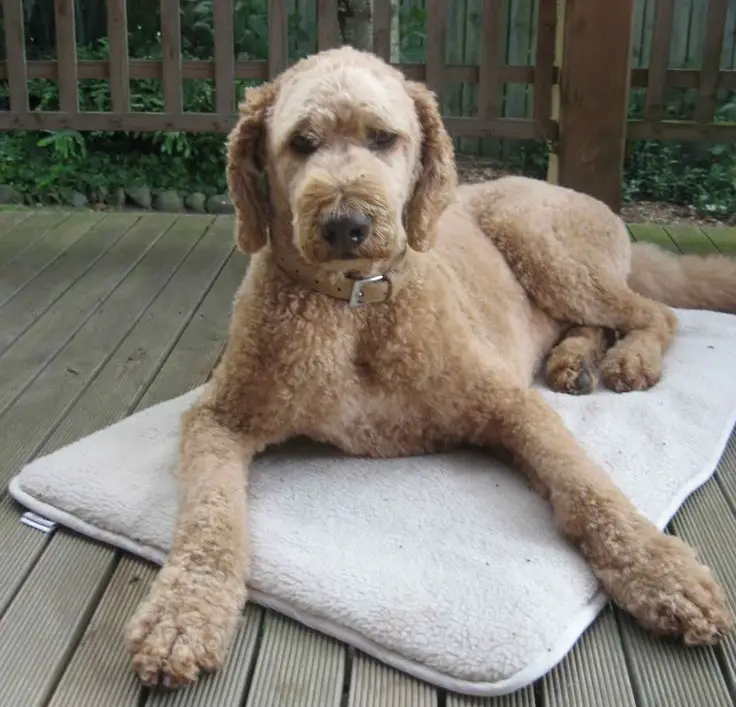 Labradoodle lying on the carpet with its short fluffy curly coat