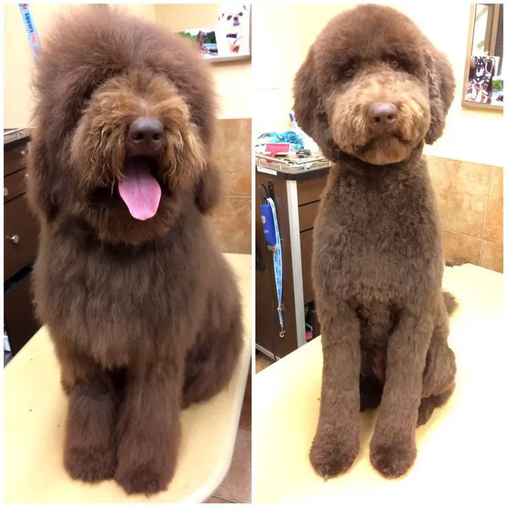 Labradoodle before and after haircut collage photo