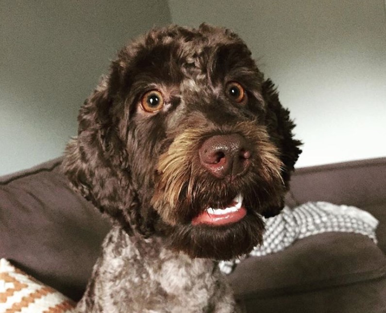 brown Labradoodle shock face with curly thick short cut hair