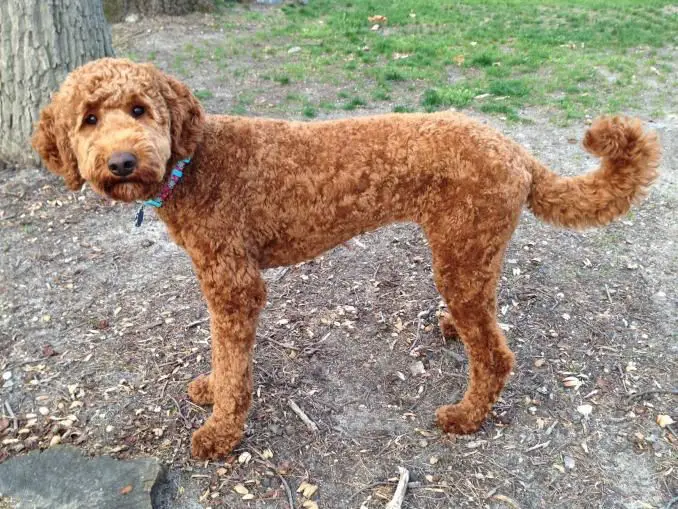 brown Labradoodle with its curly hair trimmed short
