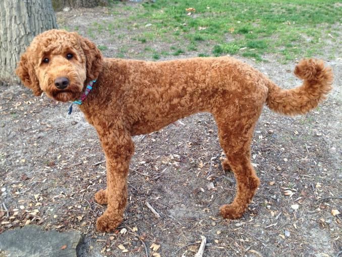 brown Labradoodle with its curly hair trimmed short