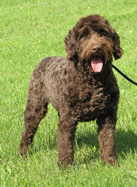 chocolate brown Labradoodle with thick fluffy hair happily taking a walk at the park