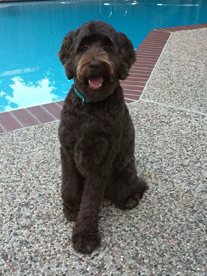 black Labradoodle with thick fluffy coat sitting beside the pool